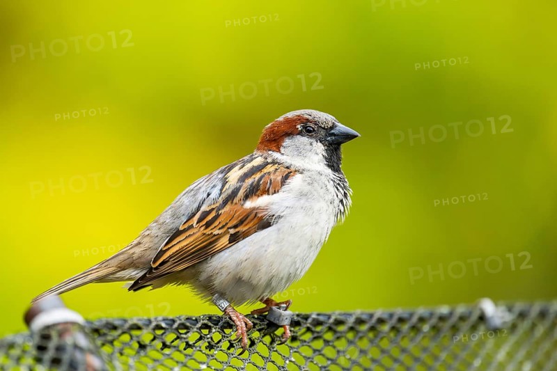 House sparrow (Passer domesticus) sitting on a fence, Bavaria, Germany
