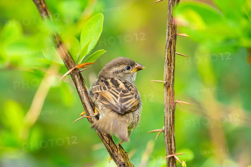 House sparrow (Passer domesticus) youngster sitting on a branch, Bavaria, Germany
