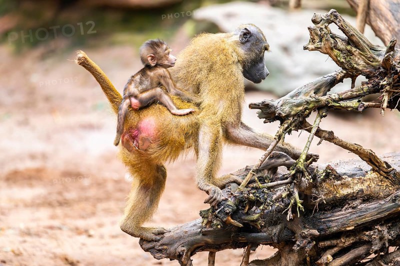 Guinea baboon (Papio papio) mother with her youngster walking, monkey, captive, Germany