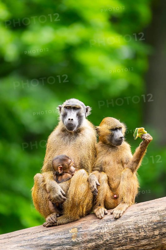 Guinea baboons (Papio papio) sitting in a group, mother with her youngster, and cuddeling each other, captive, Germany