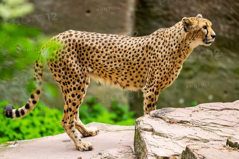 Cheetah (Acinonyx jubatus) standing on the ground, Germany