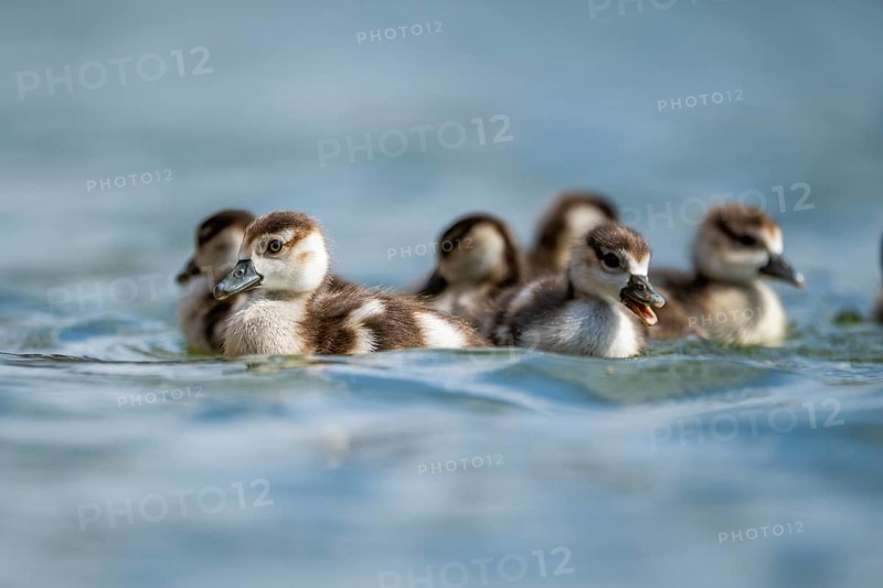 Egyptian goose (Alopochen aegyptiaca) chicks swimming on a lake, Bavaria, Germany