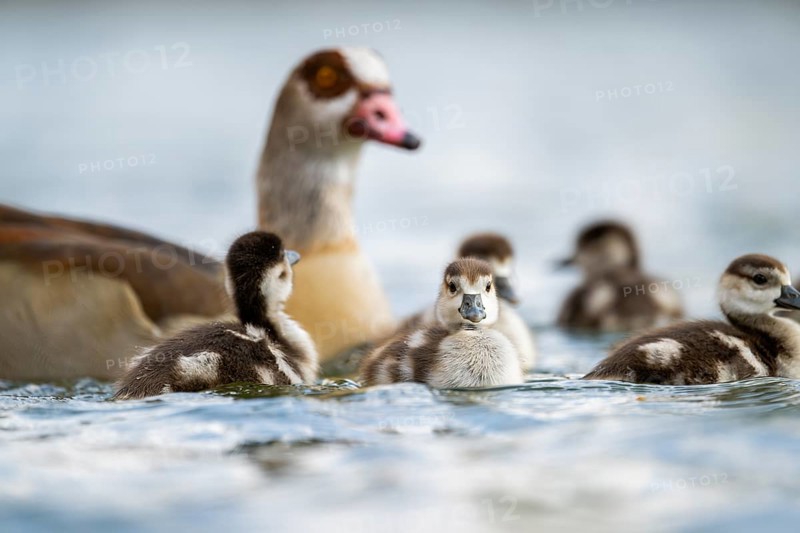 Egyptian goose (Alopochen aegyptiaca) mother with her chicks swimming on a lake, Bavaria, Germany