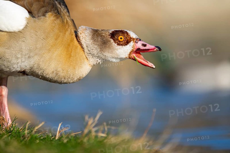 Portrait of an Egyptian goose (Alopochen aegyptiaca) aggressively hissing at the shore of a lake, Bavaria, Germany
