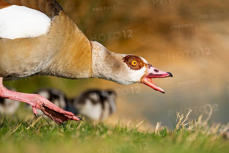 Portrait of an Egyptian goose (Alopochen aegyptiaca) aggressively hissing at the shore of a lake, Bavaria, Germany