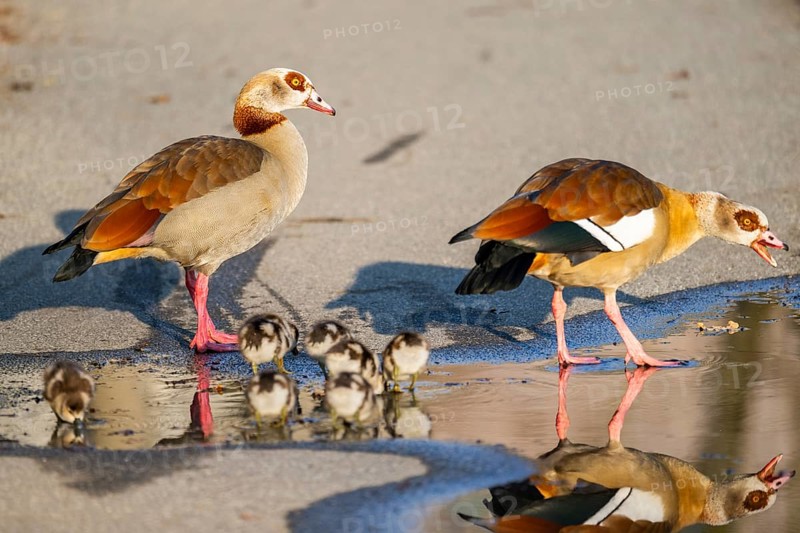 Egyptian goose (Alopochen aegyptiaca) family, mother and father with their chicks at the shore of a lake, Bavaria, Germany