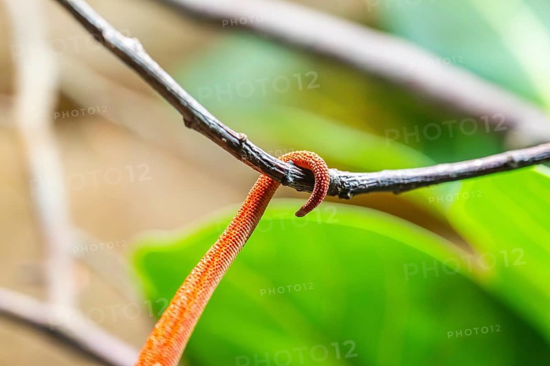Red Panther chameleon (Furcifer pardalis), tail, detail, skin, captive, Bavaria, Germany