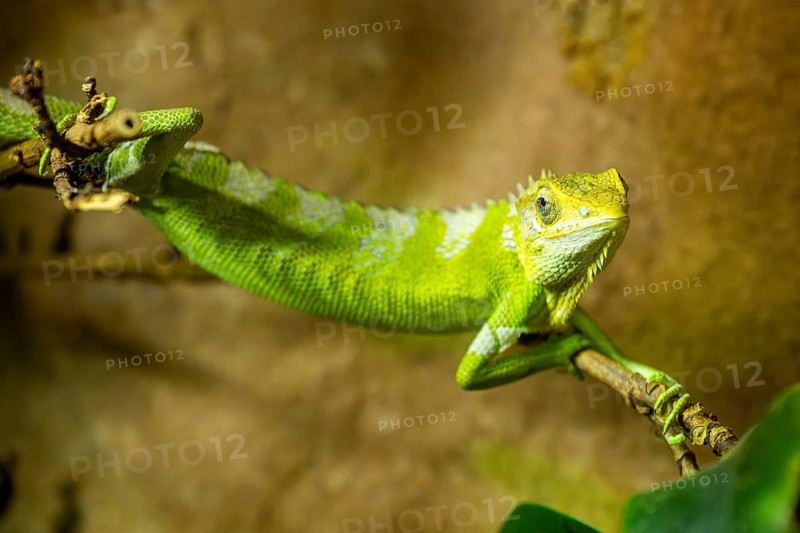 Fiji banded iguana (Brachylophus fasciatus) on a branch, captive, Germany