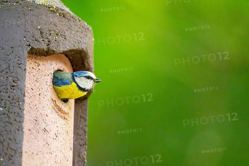 Eurasian blue tit (Cyanistes caeruleus) coming out of a bird house, Bavaria, Germany