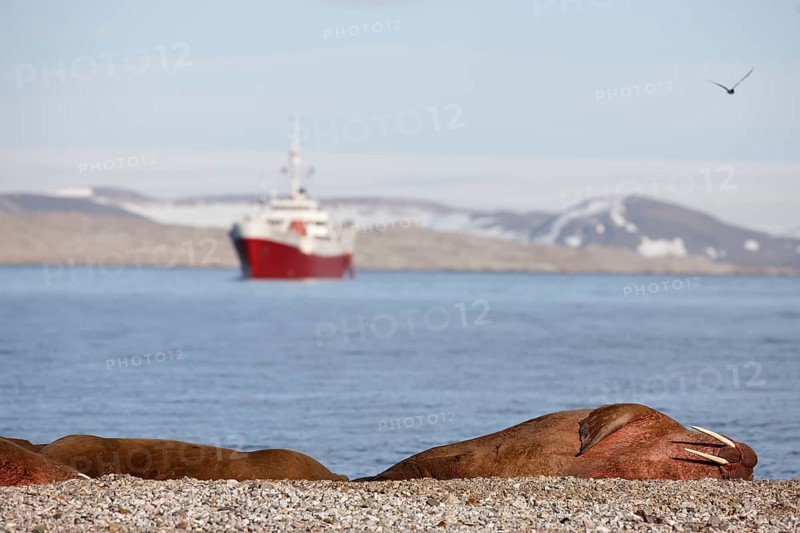 Walruses (Odobenus rosmarus) resting peacefully, with a tourist ship in the background at Murchison Fjord, Svalbard, Norway