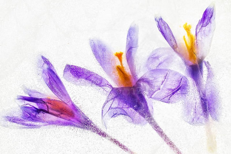 Icy Saffron crocus (Crocus sativus)