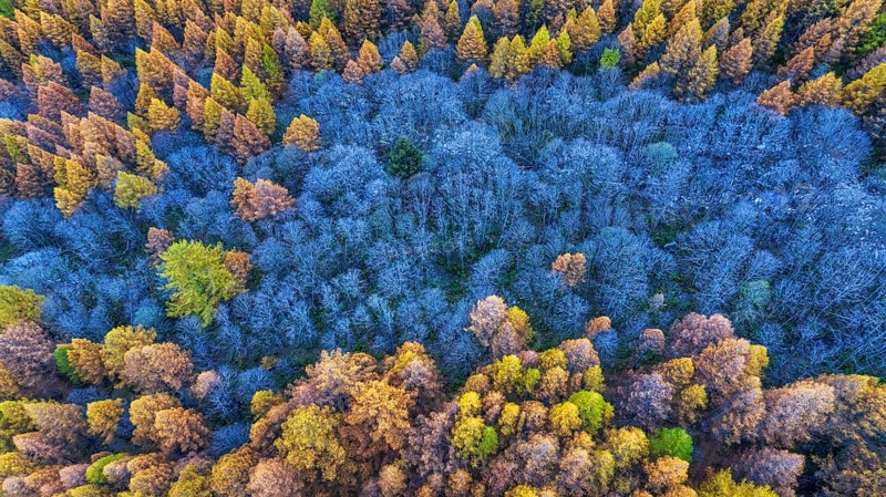 Autumn foliage in Ossola, Piedmont region, northern Italy