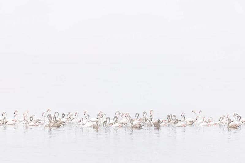 Juvenile and adult Greater Flamingos (Phoenicopterus roseus), Least Concern (LC), floating in shallow water, Ramsar site, Walvis Bay Lagoon, Namibia