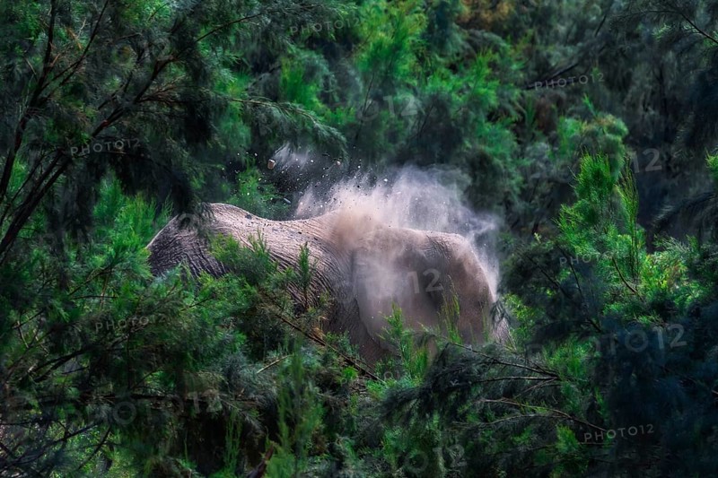 The types of feeding activity depend to variations in rainfall. During cold and dry season the elephants sought out the Ana trees, Camel Thorn trees, Mopane trees when necessary and Tamarisk trees for salt intake. During the rainy season, the elephants tend to eat more grass