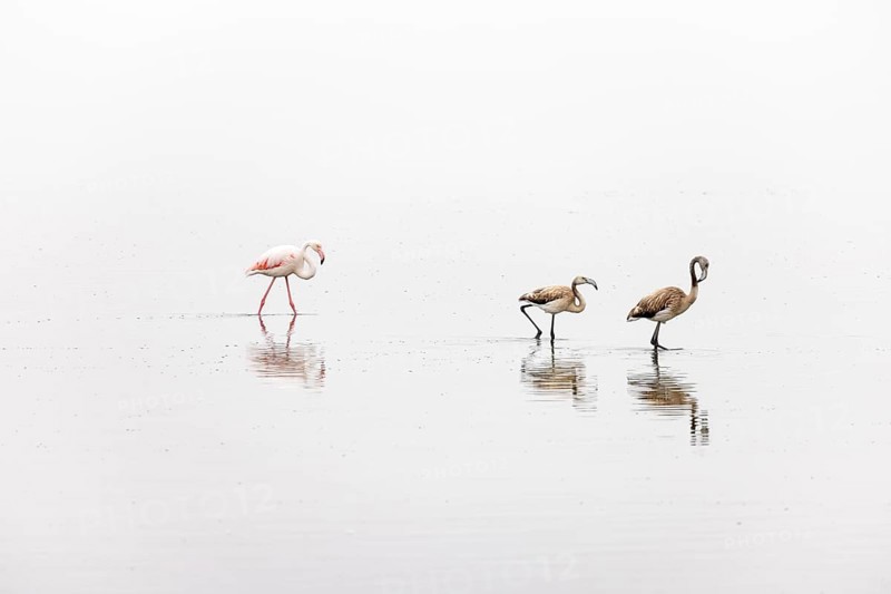 Greater Flamingo (Phoenicopterus roseus), Least Concern (LC), one adult and two juvenile walking in shallow water, Ramsar site, Walvis Bay Lagoon, Namibia