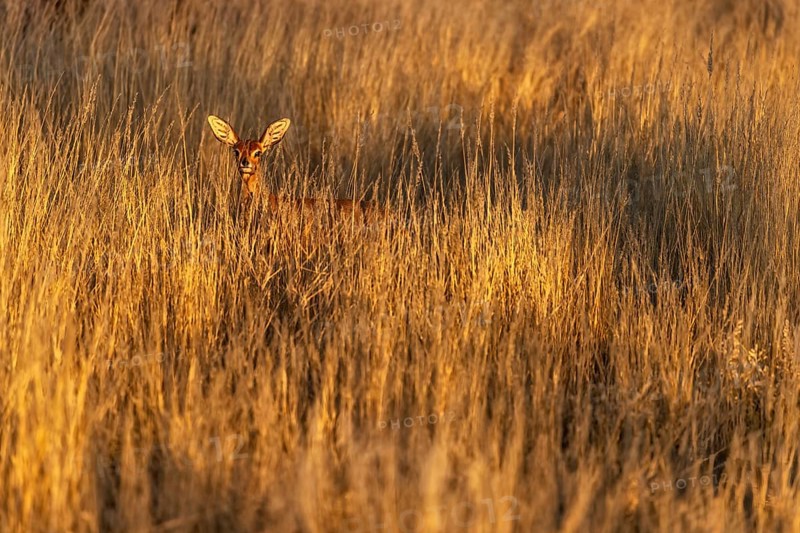 Damara dik-dik (Madoqua damarensis), wide savannah area with tall grasses serving as pasture for the Damara dik-dik, Omaheke Region, Kalahari, Namibia