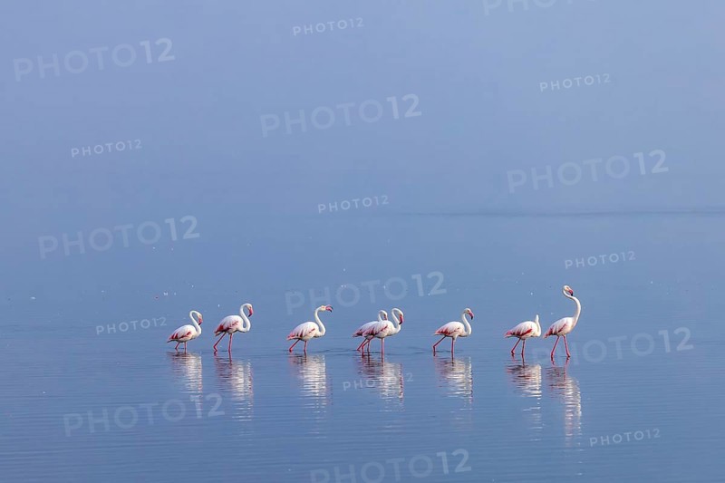 Greater Flamingo (Phoenicopterus roseus), Least Concern (LC), feeding in shallow water, Ramsar site, Walvis Bay Lagoon, Namibia