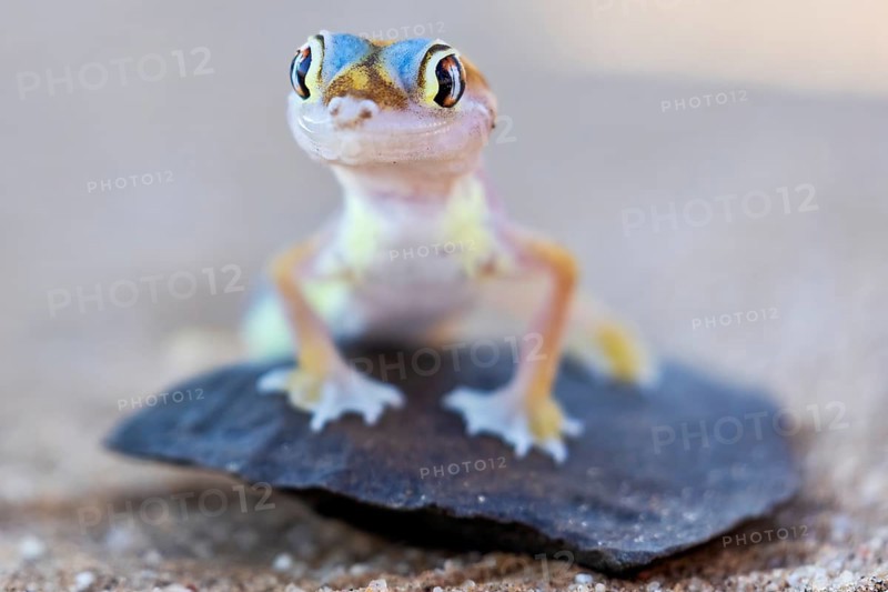 Palmatogecko (Pachydactylus rangei), perched on a rock, Namib desert, Namibia