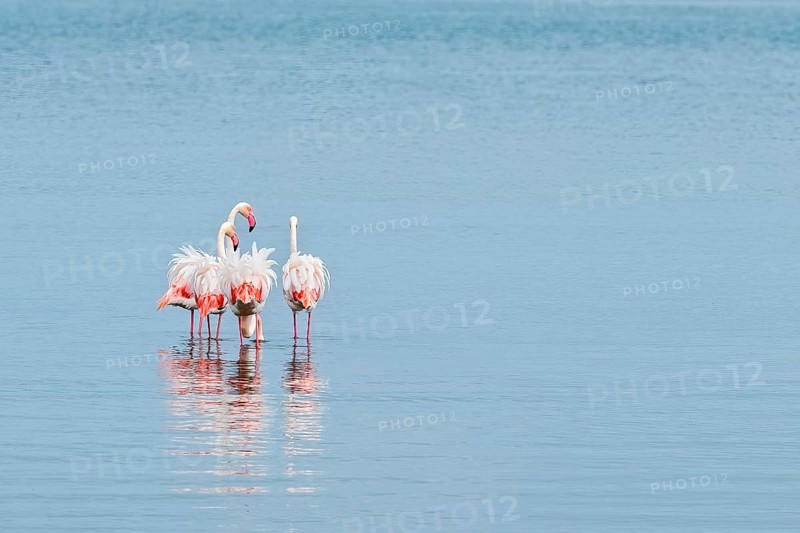 Greater Flamingo (Phoenicopterus roseus), Least Concern (LC), feeding in shallow water, Ramsar site, Walvis Bay Lagoon, Namibia