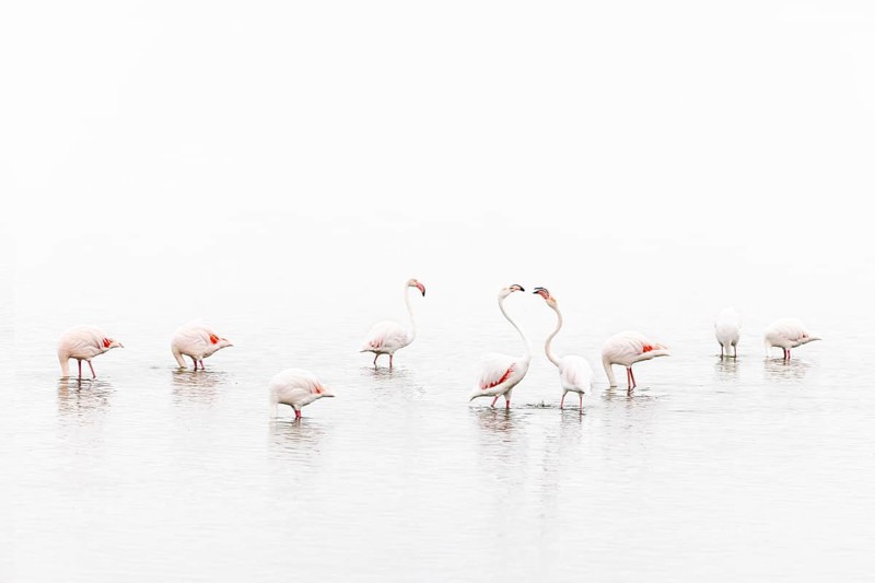 Greater Flamingo (Phoenicopterus roseus), Least Concern (LC), feeding in shallow water, Ramsar site, Walvis Bay Lagoon, Namibia
