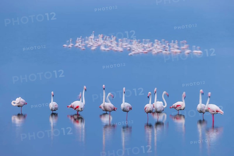 Greater Flamingo (Phoenicopterus roseus), Least Concern (LC), feeding in shallow water, Ramsar site, Walvis Bay Lagoon, Namibia