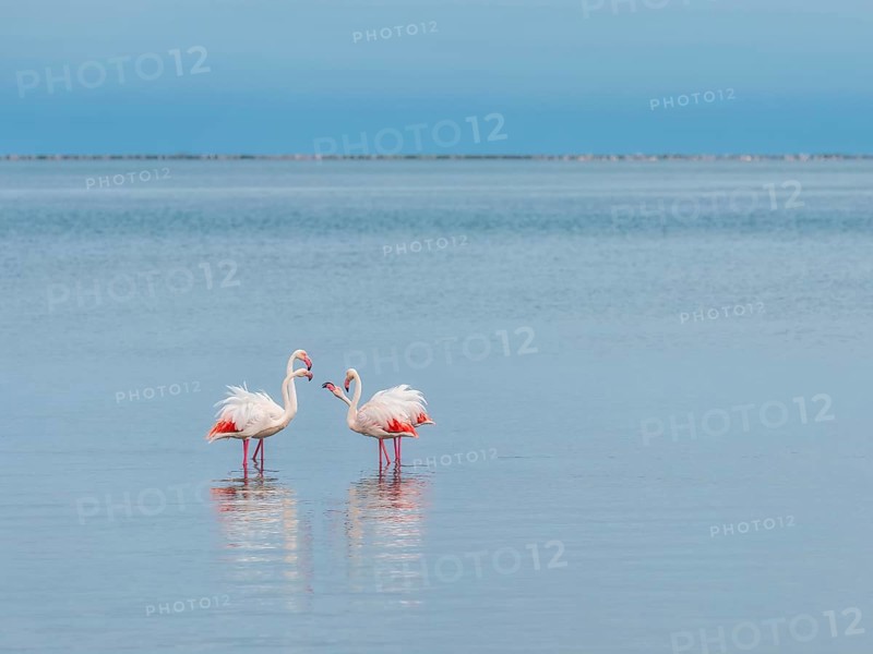 Greater Flamingo (Phoenicopterus roseus), Least Concern (LC), feeding in shallow water, Ramsar site, Walvis Bay Lagoon, Namibia