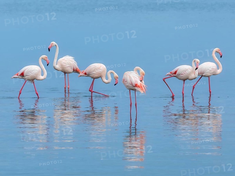 Greater Flamingo (Phoenicopterus roseus), Least Concern (LC), feeding in shallow water, Ramsar site, Walvis Bay Lagoon, Namibia, Africa, Walvis Bay, Namibia