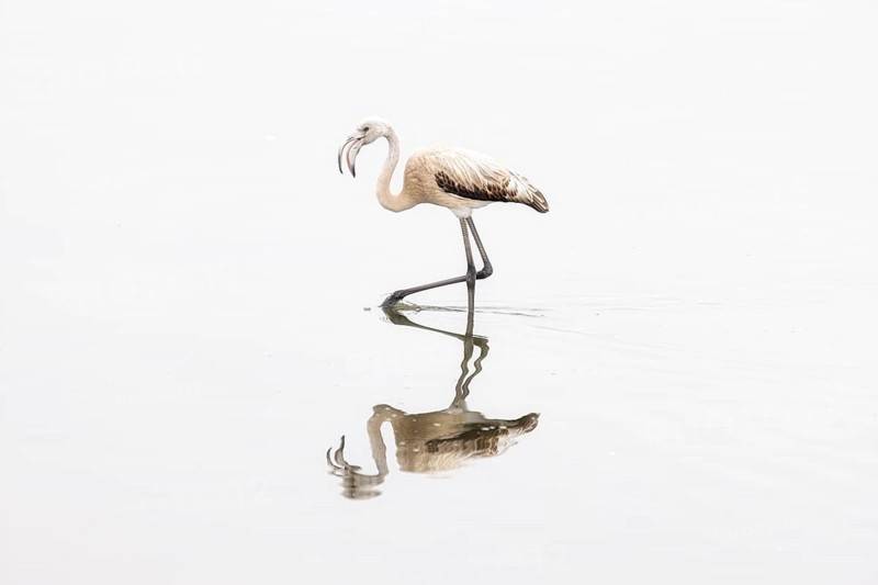 Juvenile Greater Flamingo (Phoenicopterus roseus), Least Concern (LC), feeding in shallow water, Ramsar site, Walvis Bay Lagoon, Namibia