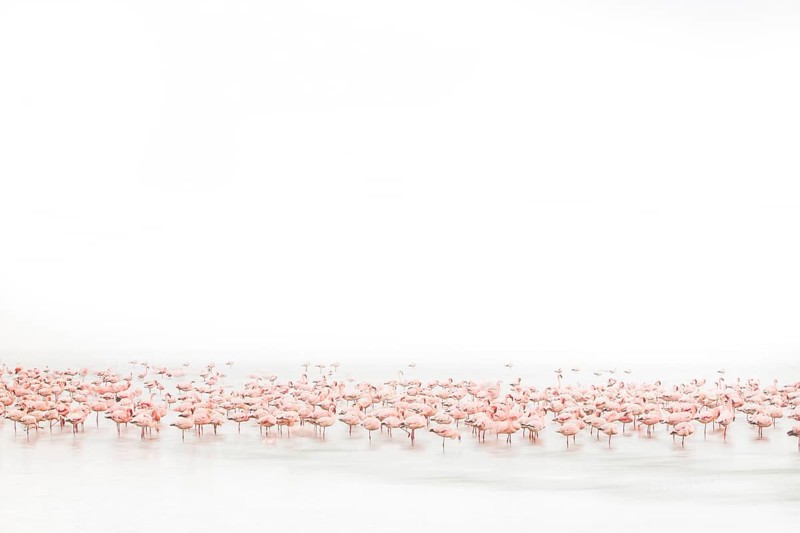 Lesser Flamingo (Phoenicopterus minor), Near Threatened, resting in shallow water, Ramsar site, Walvis Bay Lagoon, Namibia