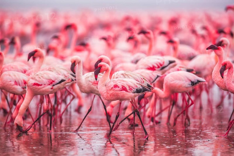 Lesser Flamingo (Phoenicopterus minor), Near Threatened, feeding in shallow water, Ramsar site, Walvis Bay Lagoon, Namibia