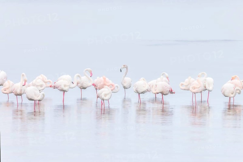Walvis bay, Greater flamingos (Phoenicopterus roseus) resting and wading in shallow waters, Walvis Bay Lagoon, Namibia