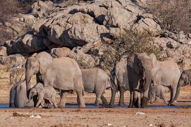 Elephants (Loxodonta africana), herd drinking at a waterhole, endangered species, Red List IUCN, Etosha National Park, Namibia