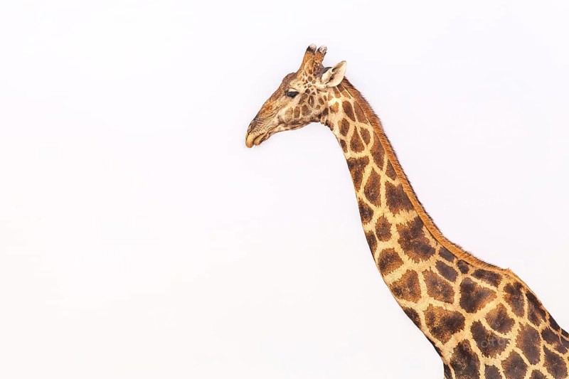 Giraffe (Giraffa camelopardalis), portrait, Vulnerable species (IUCN Red List), Etosha National Park, Namibia