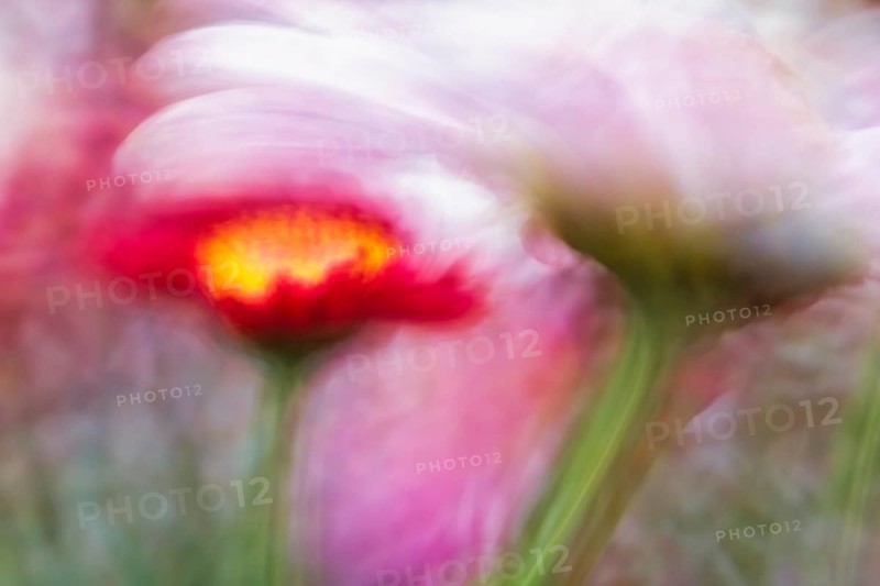 Artistic close-up of an Aster (Aster), showing its delicate petals and yellow center, captured with soft focus for a painterly effect