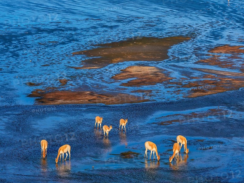 Laguna Colorada, Wild vicuñas (Vicugna vicugna) grazing in the wetlands, Los Lípez Ramsar Wetland, Eduardo Avaroa Andean Fauna National Reserve, Potosí, Bolivia, 4, 300?m above sea level, Bolivia, South America
