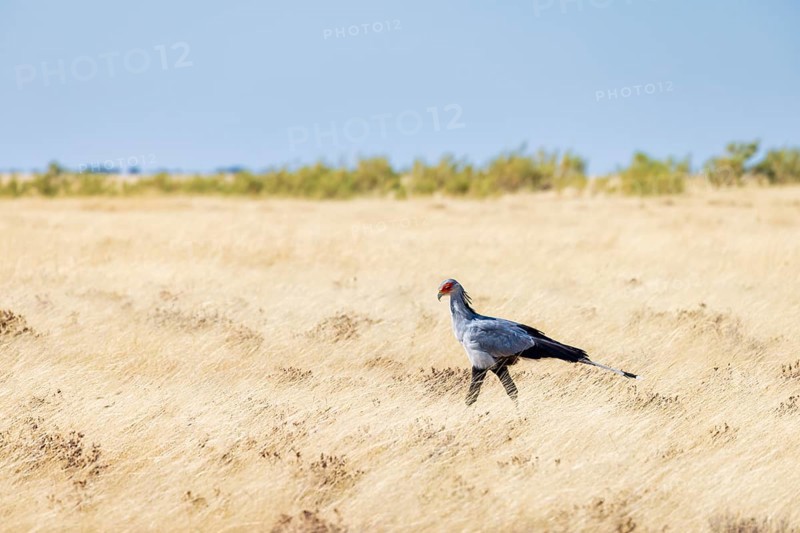 Secretarybird (Sagittarius serpentarius), Endangered, IUCN Red List, walks through the savannah searching for prey, Etosha National Park, Namibia