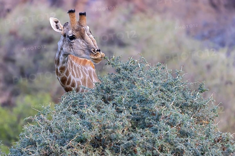 Giraffe (Giraffa camelopardalis), feeding on bushes, Hoanib Riverbend, ephemeral river, Kunene Region, Namibia