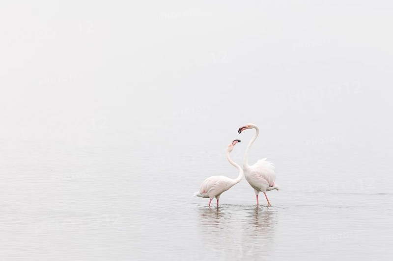Greater Flamingo (Phoenicopterus roseus), Least Concern (LC), Two flamingos interacting, Ramsar site, Walvis Bay Lagoon, Namibia