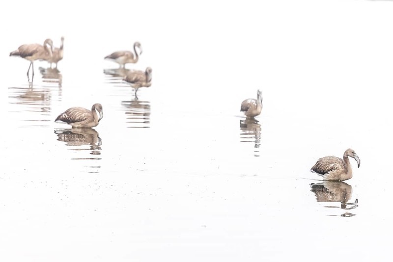Juvenile Greater Flamingo (Phoenicopterus roseus), Least Concern (LC), Group walking in shallow water, Ramsar site, Walvis Bay Lagoon, Namibia