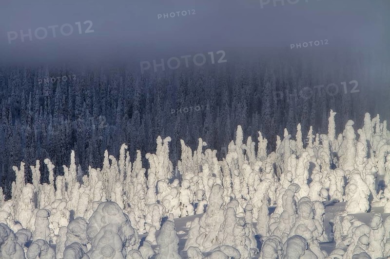 Riisitunturi National Park, winter taiga spruce trees covered in heavy frost and snow call Tykky, hoarfrost, Posio Municipality, Lapland, Finland