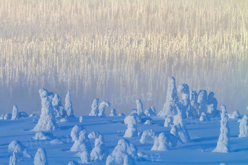 Riisitunturi National Park, Winter taiga spruce trees covered in heavy frost and snow call Tykky, hoarfrost, Posio Municipality, Lapland, Finland