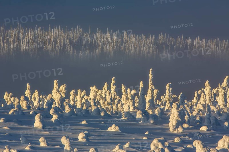Riisitunturi National Park, Winter sunset in the taiga, spruce trees covered in heavy frost and snow call Tykky, hoarfrost, Posio Municipality, Lapland, Finland