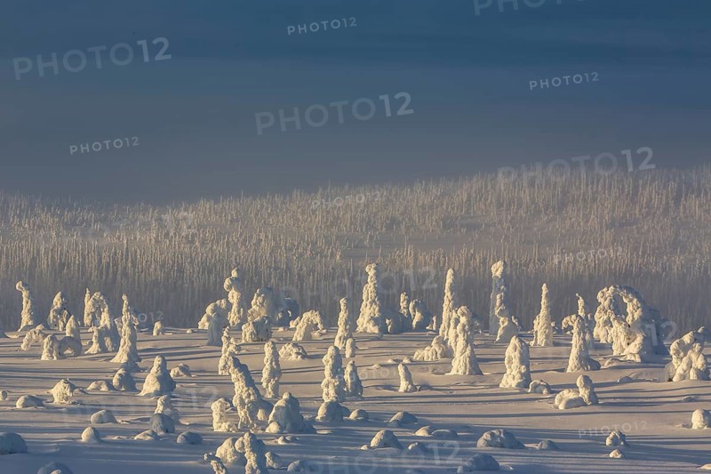 Riisitunturi National Park, winter sunset in the taiga, spruce trees covered in heavy frost and snow call Tykky, hoarfrost, Posio Municipality, Lapland, Finland