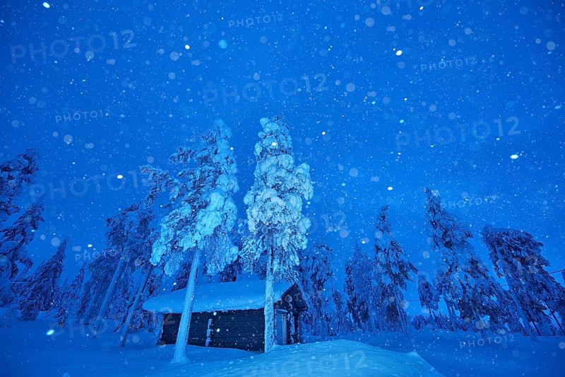 Riisitunturi National Park, snowing during the winter night in the taiga, spruce trees covered in heavy frost and snow call Tykky, hoarfrost, Posio Municipality, Lapland, Finland