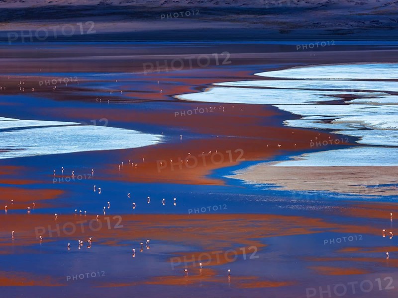 Laguna Colorada, flamingos feeding in the red-colored waters, 4, 300?m above sea level, Los Lípez Ramsar Wetland, Eduardo Avaroa Andean Fauna National Reserve, Potosí, Bolivia, South America