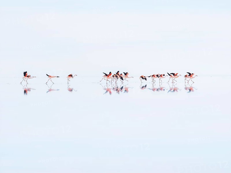 Salar de Uyuni, flamingos taking flight over the world's largest salt flat, Potosí, Bolivia, South America