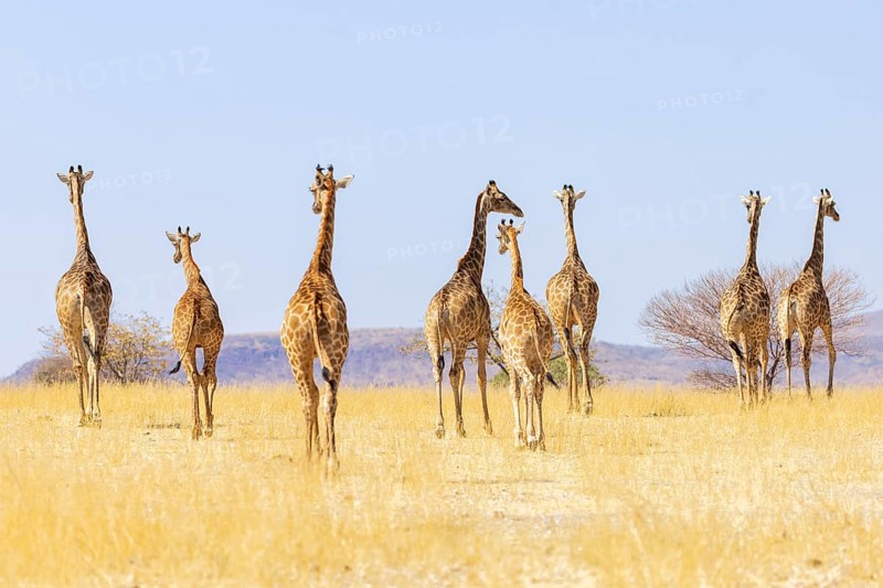 Angolan giraffe (Giraffa camelopardalis angolensis), group walking, Vulnerable species (IUCN Red List), Damaraland, Namibia