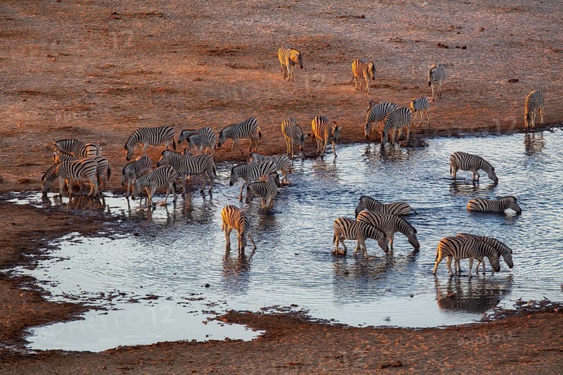Zebra (Equus quagga), herd drinking at a waterhole, Etosha National Park, Namibia
