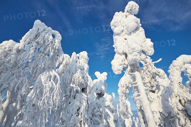 Riisitunturi National Park, winter taiga spruce trees covered in heavy frost and snow call Tykky, hoarfrost, Posio Municipality, Lapland, Finland