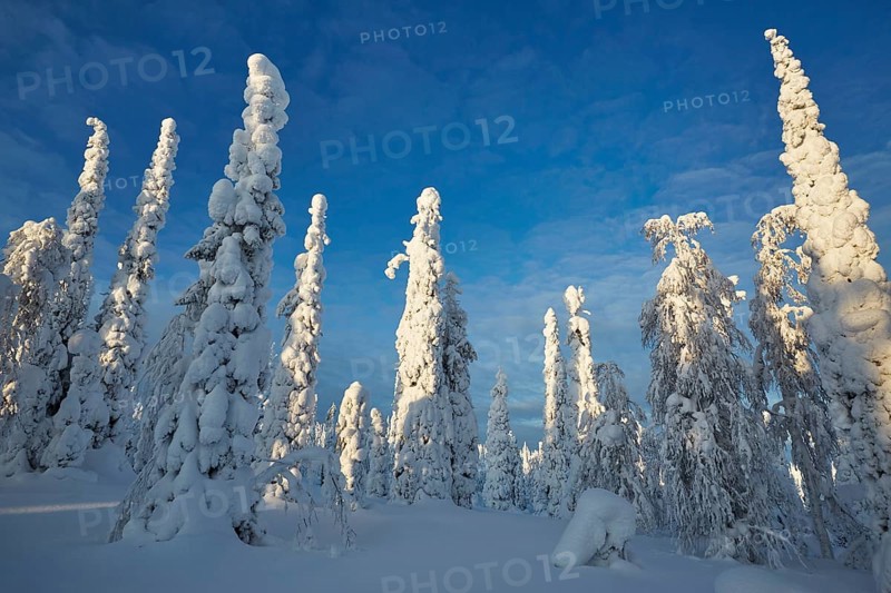 Riisitunturi National Park, winter taiga spruce trees covered in heavy frost and snow call Tykky, hoarfrost), Posio Municipality, Lapland, Finland